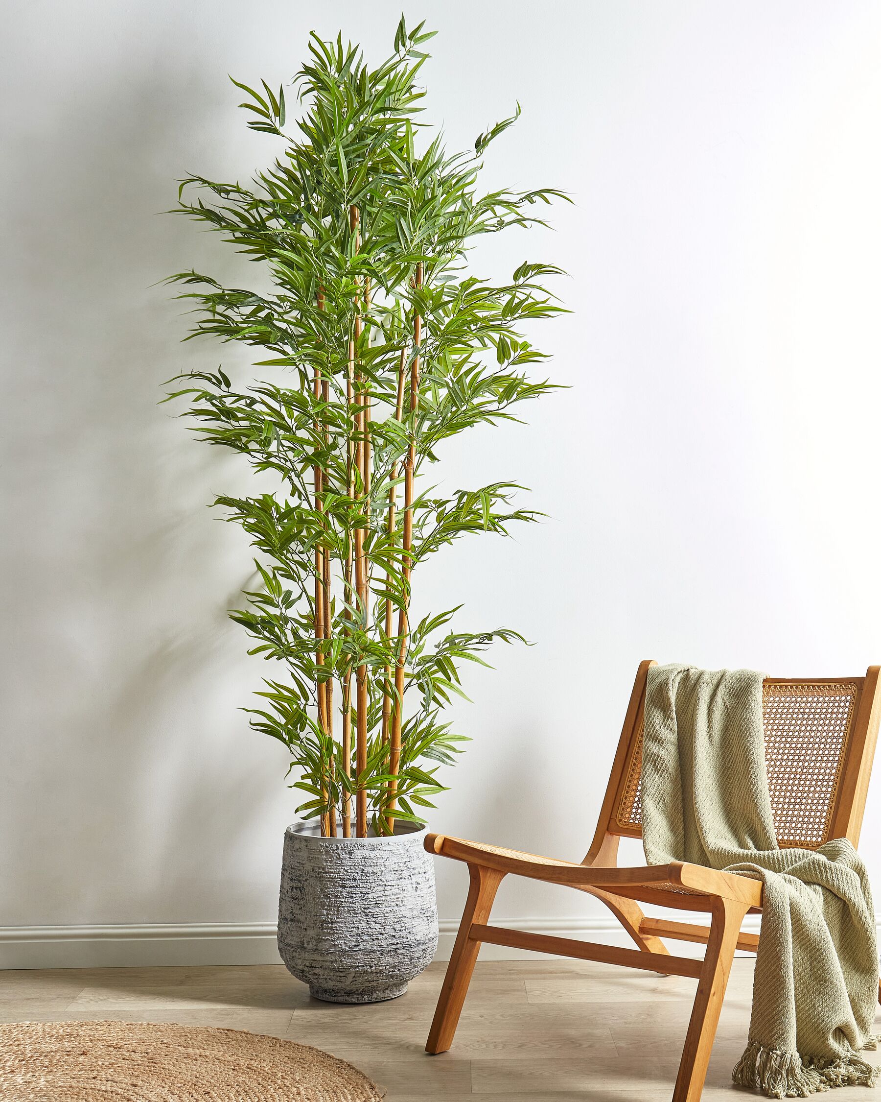 potting mix for money tree Money Tree Potting Soil Mix; Custom Blend for Money Plant Container  Gardening  Kurated Korner